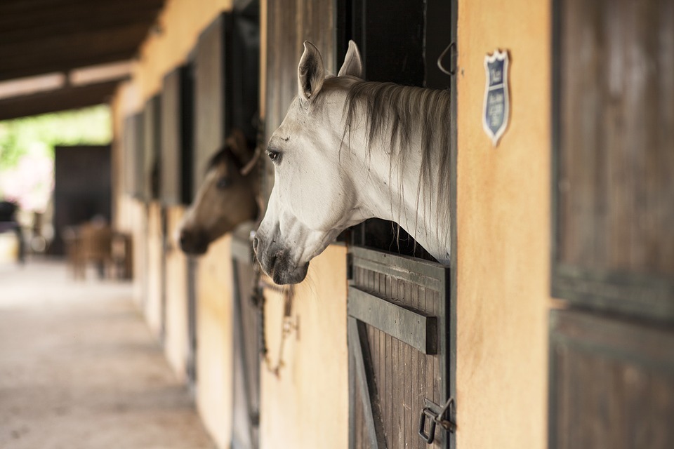 winter horse back riding